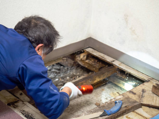 Attic Mold Removal in Robie Creek, ID
