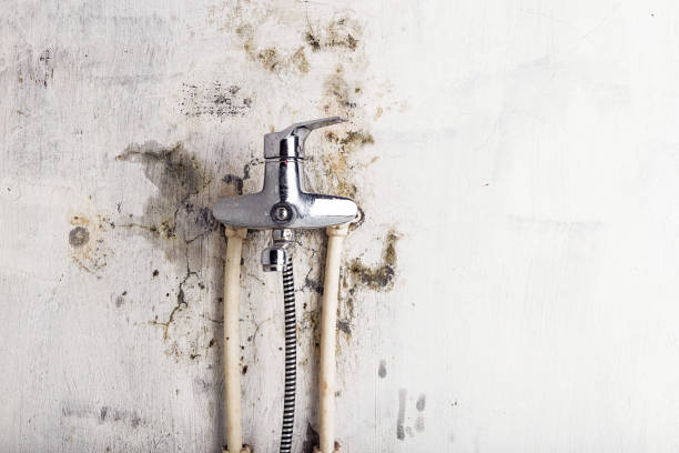 Best Affordable Mold Removal  in Robie Creek, ID