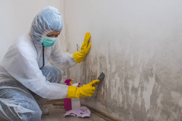 Best Mold Damage Repair  in Robie Creek, ID