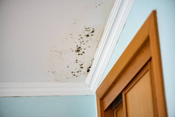 Best Office Mold Removal Services  in Robie Creek, ID