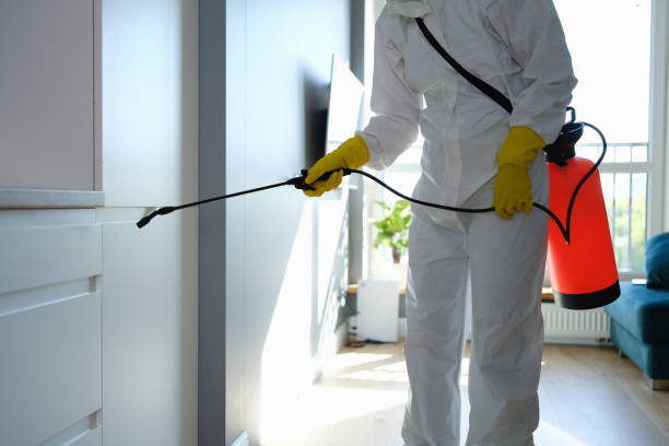 Best Black Mold Removal  in Robie Creek, ID