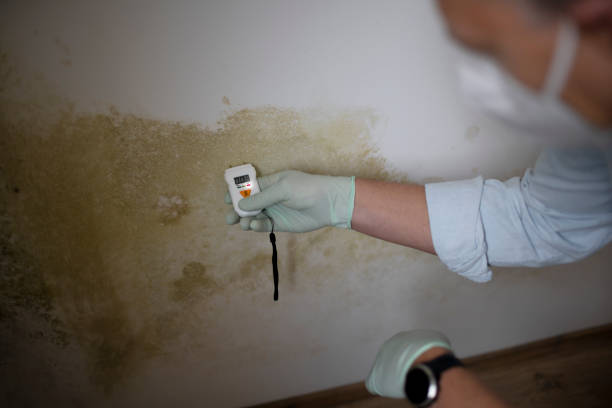 Best Attic Mold Removal  in Robie Creek, ID