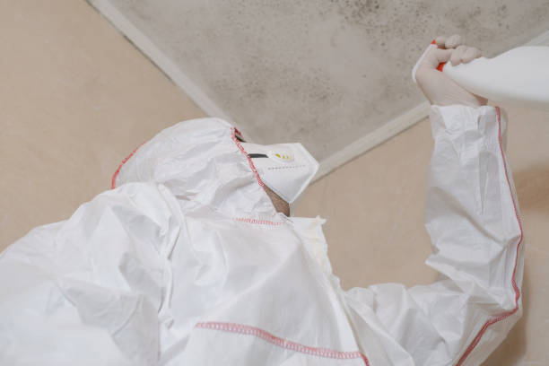 Mold Testing and Removal in Robie Creek, ID