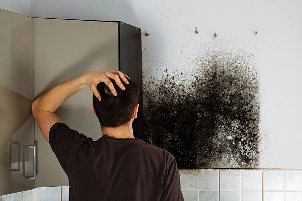 Best Local Mold Removal Service  in Robie Creek, ID
